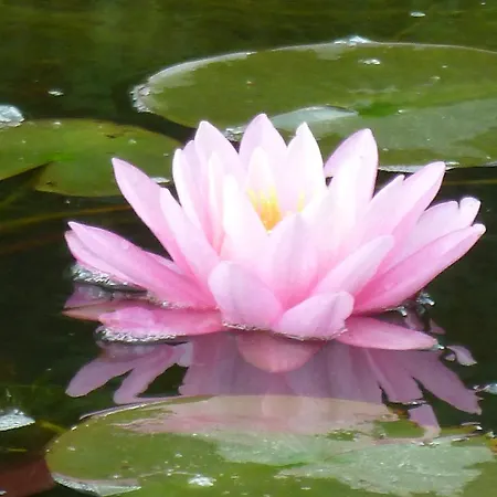 Wellness- Und Gartenhotel Heusser-2