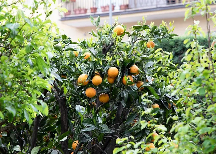L' Albero Di Giada