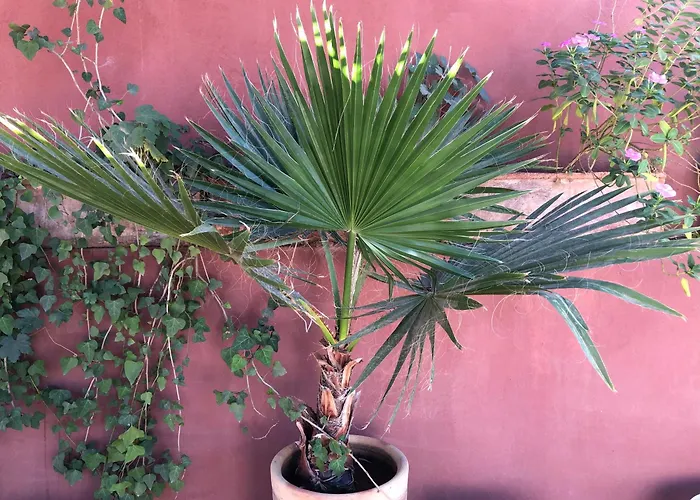 Guest house: Riad Al Mamoune