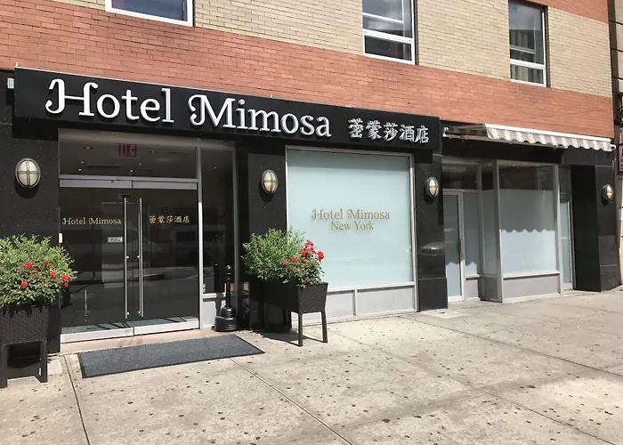  Mimosa